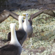 Galapagos Albatross - VideoHive Item for Sale