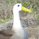 Galapagos Albatross Courtship - VideoHive Item for Sale