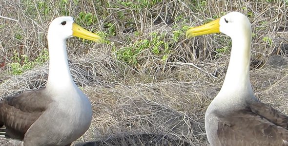 Galapagos Albatross Courtship