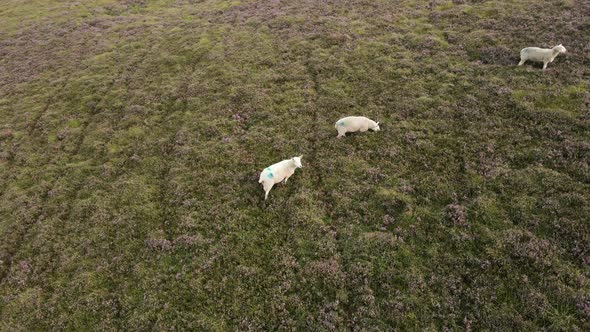 Sheep Roaming On The Lush Grassland In The Wicklow Mountains, Ireland - aerial drone
