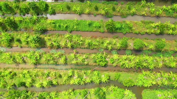 An aerial view over banana and durian plantations