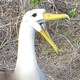 Galapagos Albatross Courtship - VideoHive Item for Sale