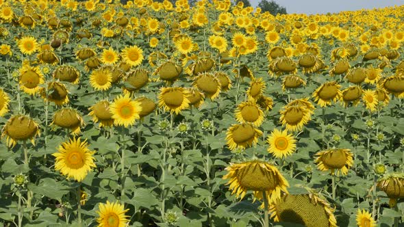Yellow and green colors of sunflower Helianthus annuus plant  field 4K video