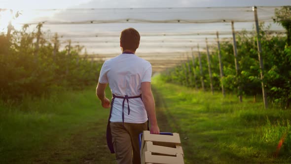 Entrepreneur Farmer Looking Harvest Using Farming Equipment Crate in Orchard