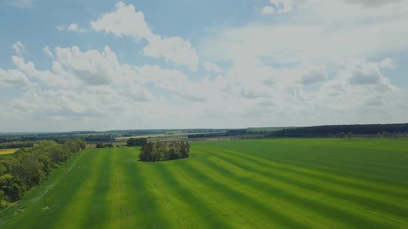 Aerial view green meadow. Beautiful green wheat field landscape on summer day.