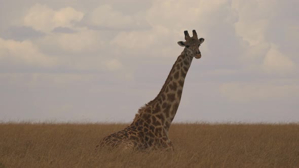 Giraffe lying in the Masai Mara savannah