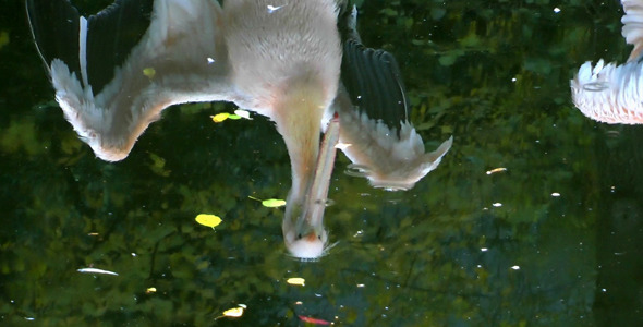 Pelican Reflection on the Green Lake