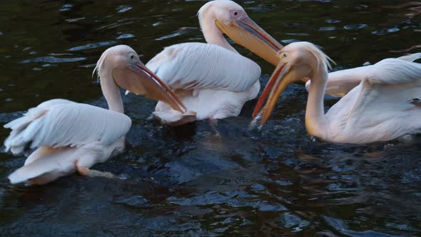 Dalmatian pelican floating on water (Pelecanus crispus)