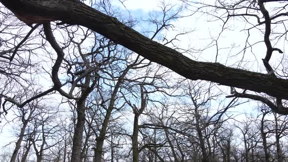 Forest with Trees Without Leaves During the Day