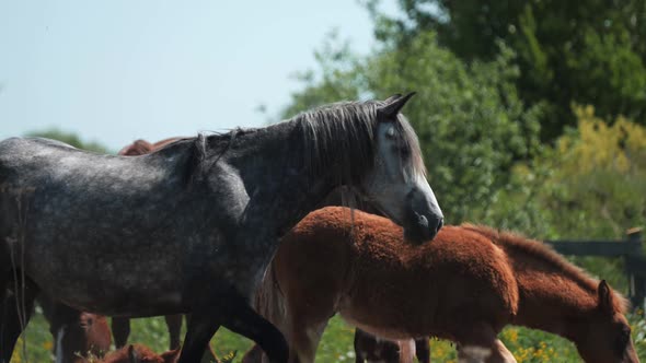 Herd of Horses with Foals Grazes on Large Pastureland