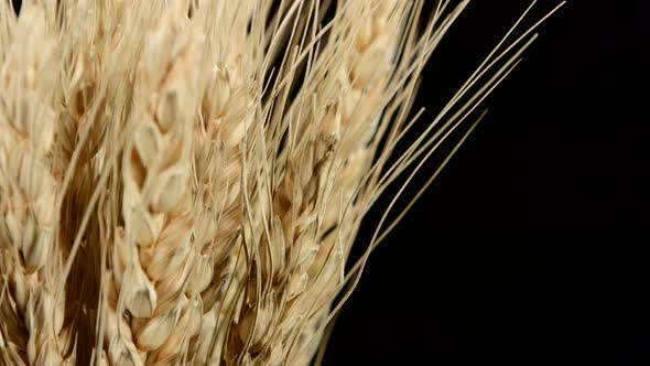 Side Ripe Ears of Dry Wheat on Black, Rotation