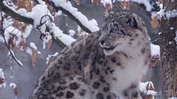 Snow leopard observes the surroundings in winter.