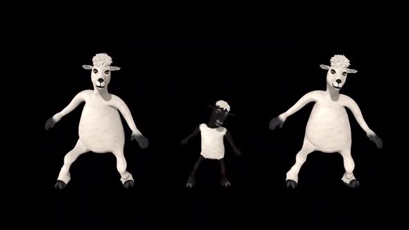 Sheep Group Loop Dance alt