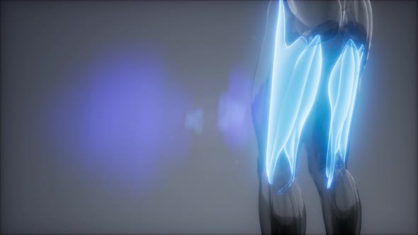 Thigh Muscles - Visible Muscle Anatomy Map alt