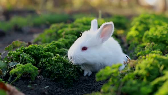 White rabbit in green grass, Calm and sweet little white rabbit sitting on green grass