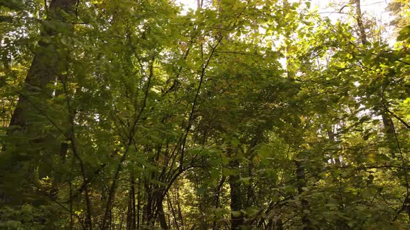 Forest with Trees in an Autumn Day