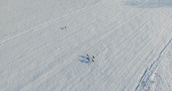 Aerial shot of Young roe deer running through snow in the winter