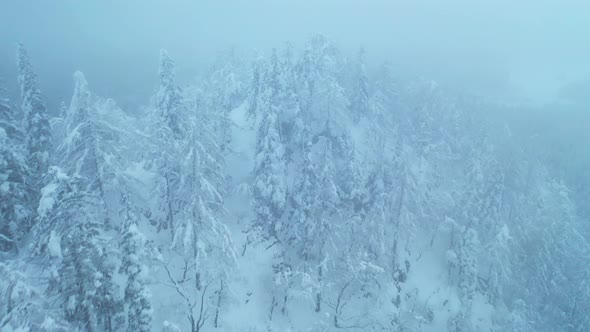 Flying Over Winter Forest