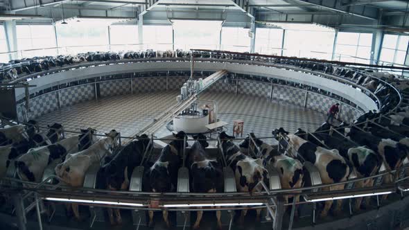 Modern Milking Process with Big Industrial Machine on Farmland Robotic Cowshed