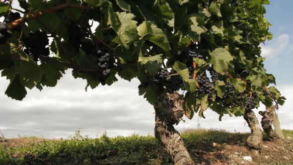 Vineyard close up tracking shot outdoor