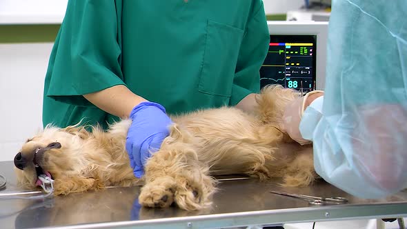 Veterinary Surgery at a Pet Clinic