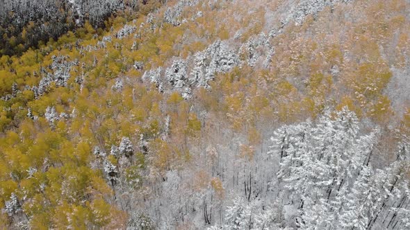 Autumn Trees with Colorful Leaves and Snow Cover