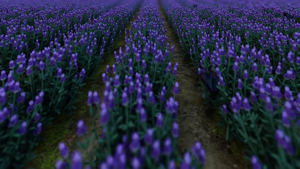 Lavender Field 3