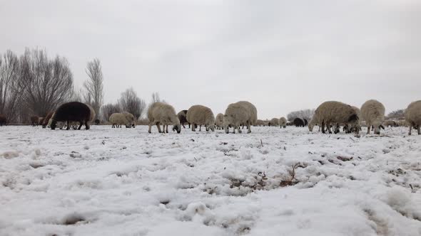 Farm Sheep On The Snow