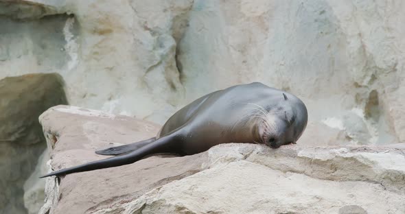 Sea lion on the rock