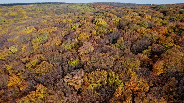 Aerial Top Down View of Forest in the Autumn