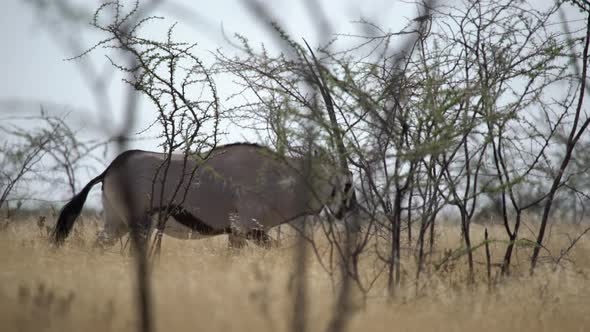 Oryx Antelope in the Wild