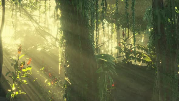 Green Tropical Forest with Ray of Light alt