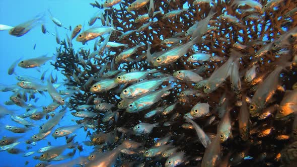 Underwater Glass-Fish Scene Marine Life