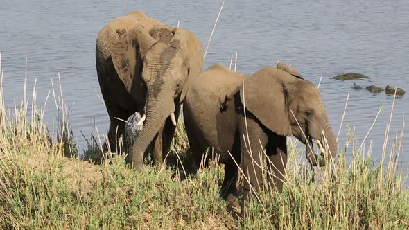 Feeding African Elephants - Kruger National Park