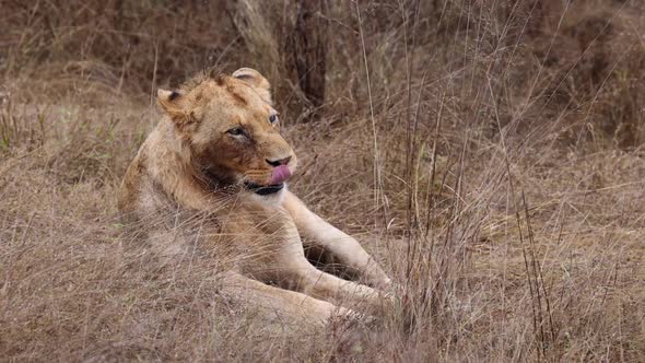 Sleepy juvenile male African Lion lies yawning in wet savanna grass