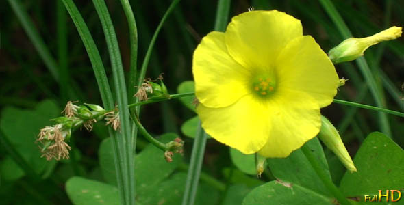 Yellow Flower