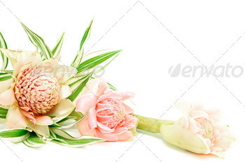 ated on a white background