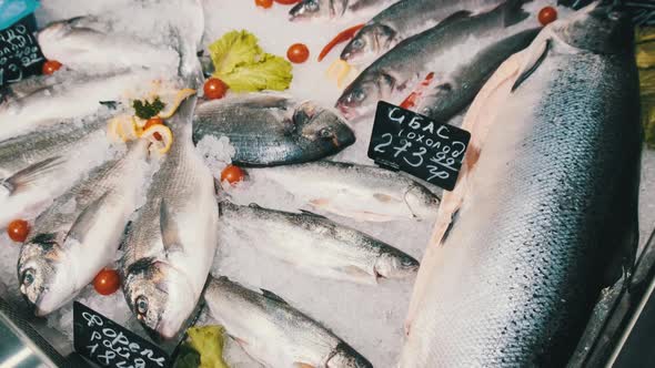 Lot of Fresh Sea Bass Fish Lies on Ice in a Supermarket Showcase Frozen Seafood