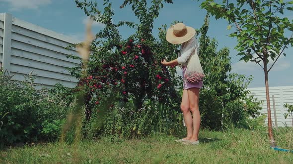 Young Woman Gardener Picking Plums in String Eco Mesh Bag in Her Family Backyard Garden Slow Motion