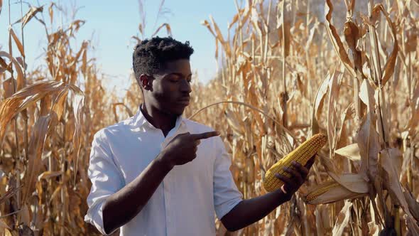 A Young African American Agronomist Farmer Stands in the Middle of a Corn Field with a Head of Corn