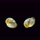 Snail Superfamily Lymnaeoidea Under the Microscope Class Gastropoda Phylum Mollusca - VideoHive Item for Sale