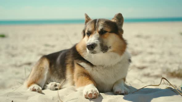 Closeup of Cute Funny Welsh Corgi Dog Lying on Sand on Sunny Beach with Blue Sky Background