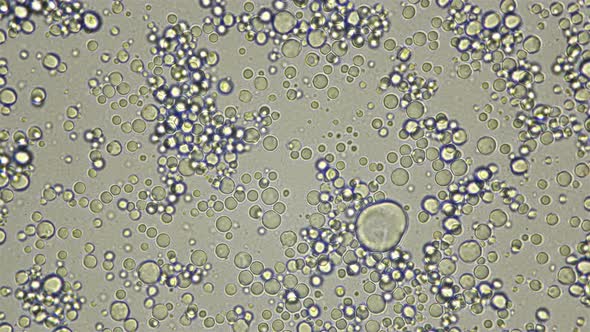 Milk Under the Microscope, Fresh, Natural, the Movement of Useful Elements Is Visible: Fats, Trace