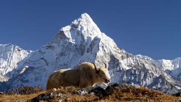 Dozy White Yak Against Snowy Mount Ama Dablam, Himalaya, Nepal. Trek To the Everest Base Camp