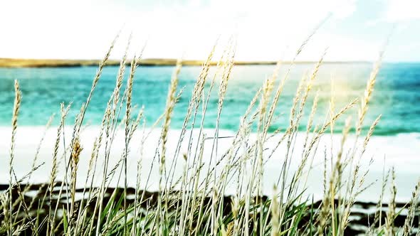 Beach Grass Swaying in the Wind on the Falkland Islands Coastline