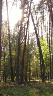 Vertical Video of Trees in the Forest in Autumn