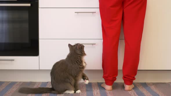 A Gray Cat is Sitting in the Kitchen at the Feet of the Hostess Waiting for Her Breakfast