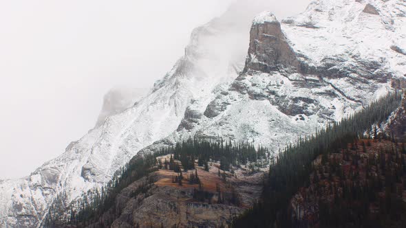 Mountain side with snow and pine trees