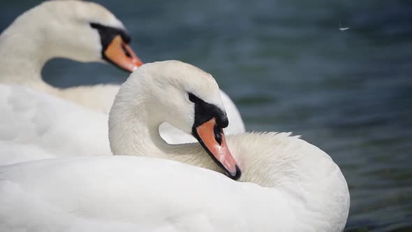 Birds Mute Swans ( Cygnus Olor ) Wash Themselves in Water and Clean Their Feathers on a Sunny Spring