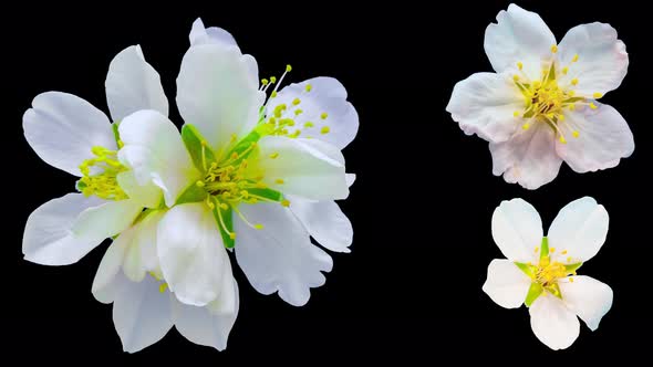 Almond Blossom Timelapse Alpha Isolated 2